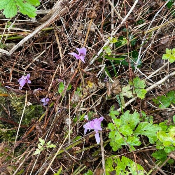 Cyclamen purpurascens Агульны выгляд