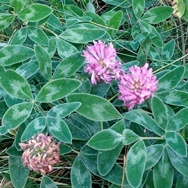 Trifolium medium Habit