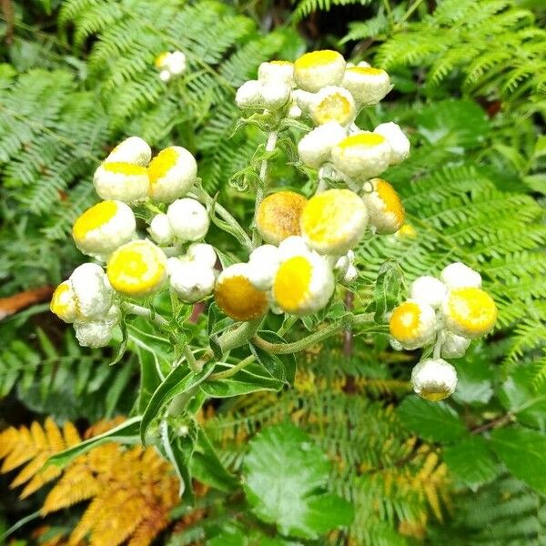 Helichrysum foetidum Kvet