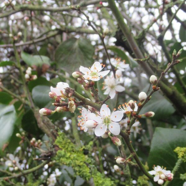 Prunus spinosa Flors