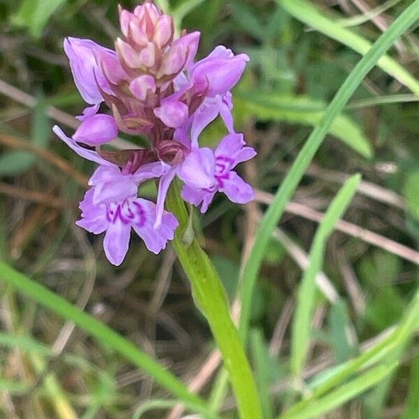 Dactylorhiza fuchsii Blüte