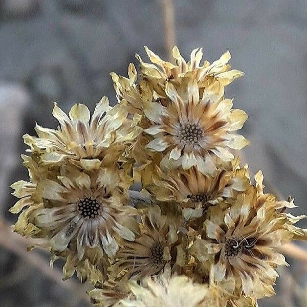 Helichrysum stoechas Hedelmä