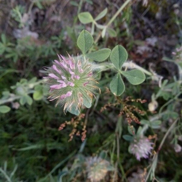 Trifolium hirtum Flower