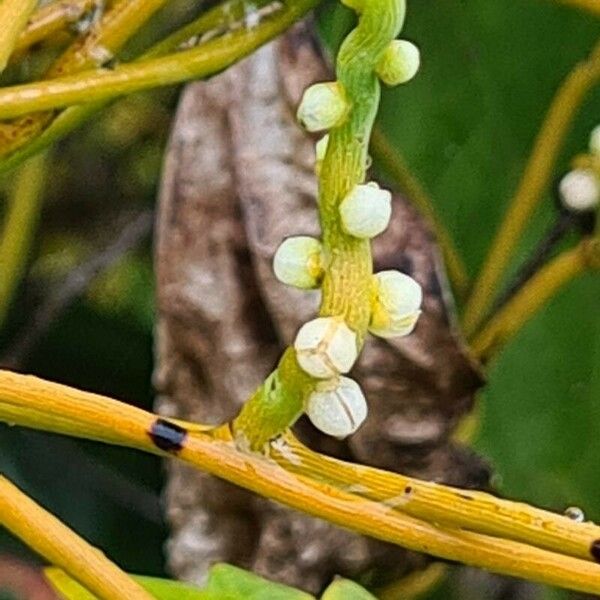 Cassytha filiformis Kvet