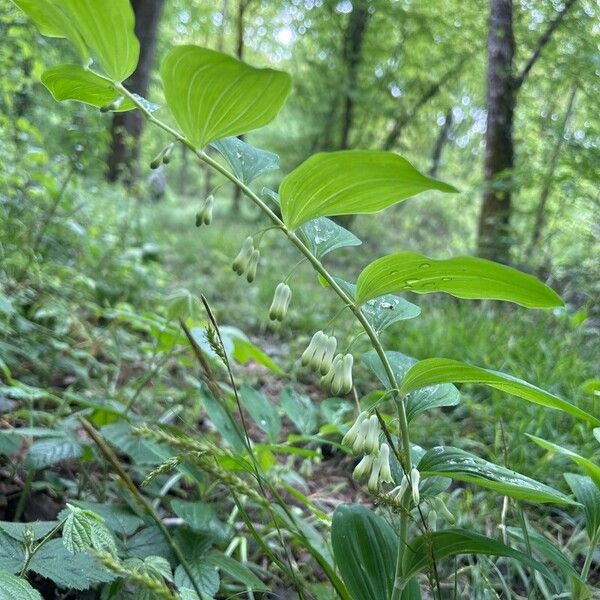 Polygonatum multiflorum ᱵᱟᱦᱟ