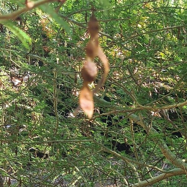 Vachellia xanthophloea Gyümölcs