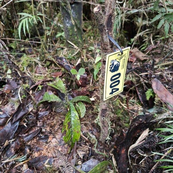 Pouteria lucuma Habit