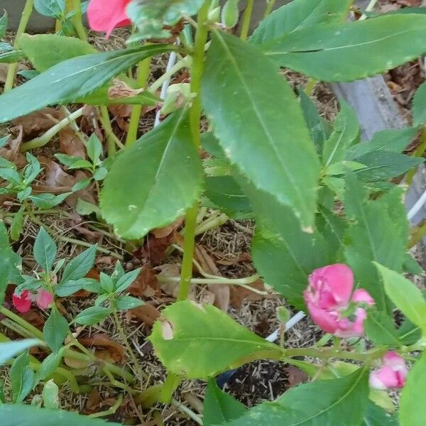 Impatiens balsamina Costuma