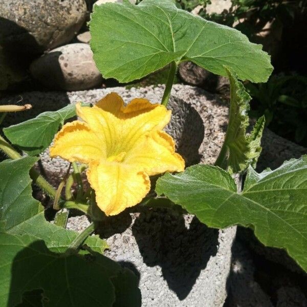 Cucurbita maxima Flor