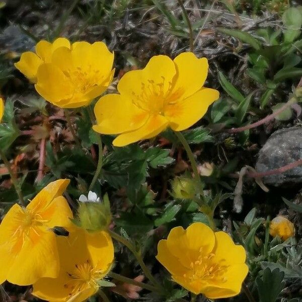 Potentilla grandiflora 花