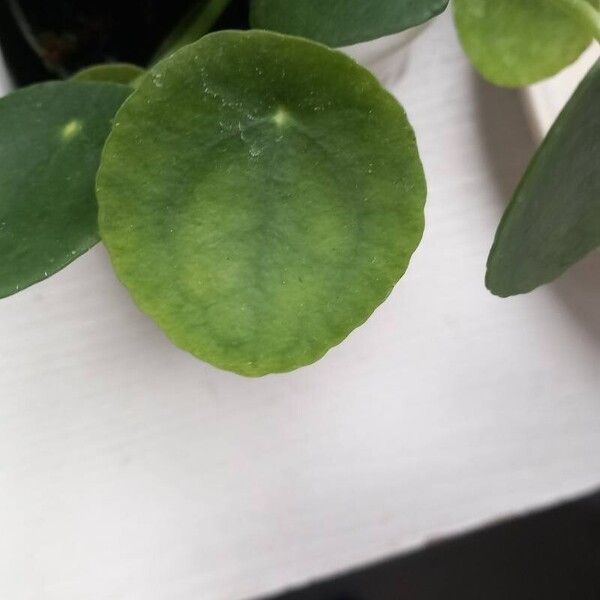 Pilea peperomioides Blad