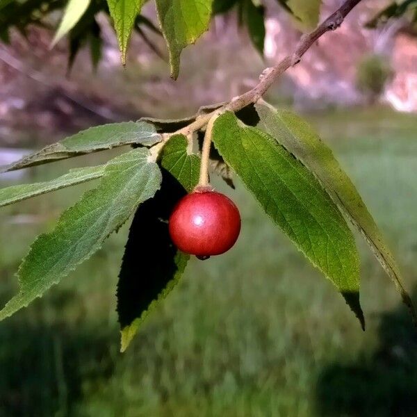 Muntingia calabura Fruit