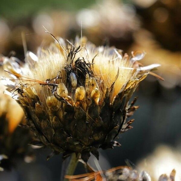 Cynara cardunculus 花