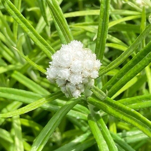 Anaphalis margaritacea Žiedas