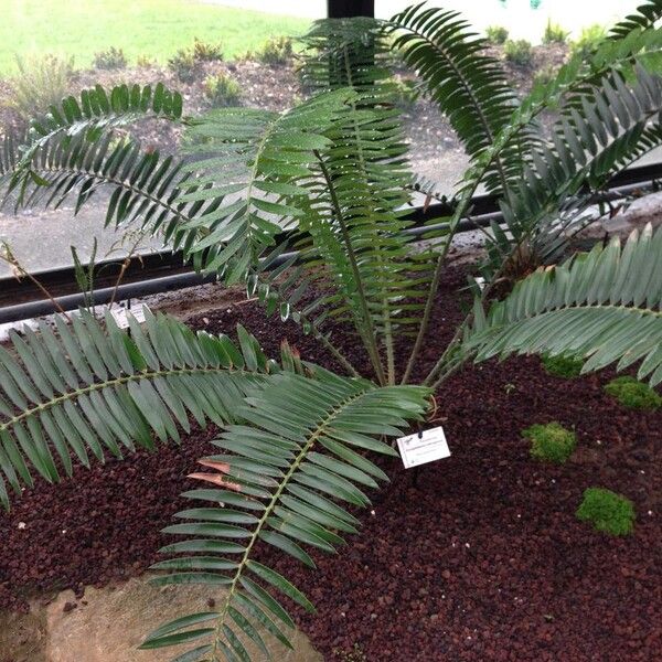 Encephalartos pterogonus (Toothed-cone cycad)