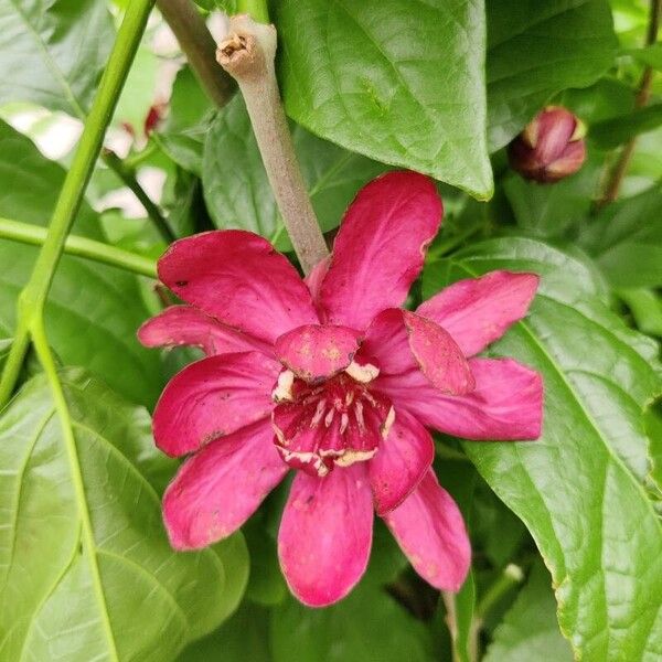 Calycanthus floridus Fleur