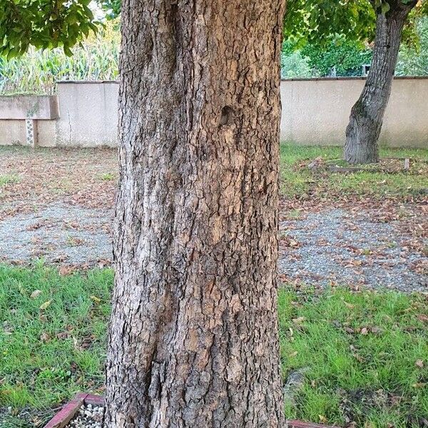 Catalpa ovata Escorça