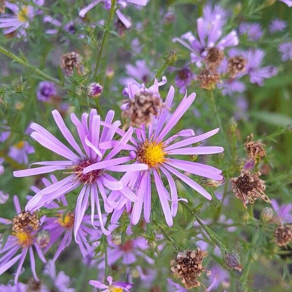 Symphyotrichum dumosum Λουλούδι