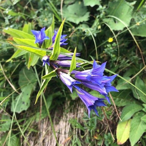 Gentiana asclepiadea Kvet