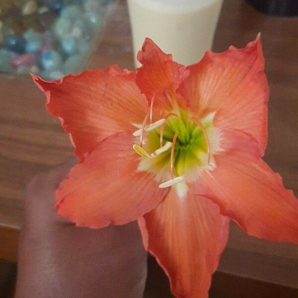 Hippeastrum puniceum Blomst