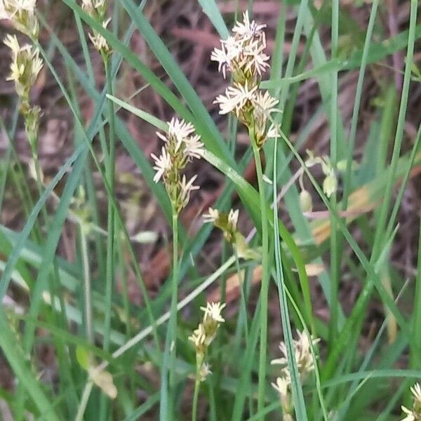 Carex brizoides Flower