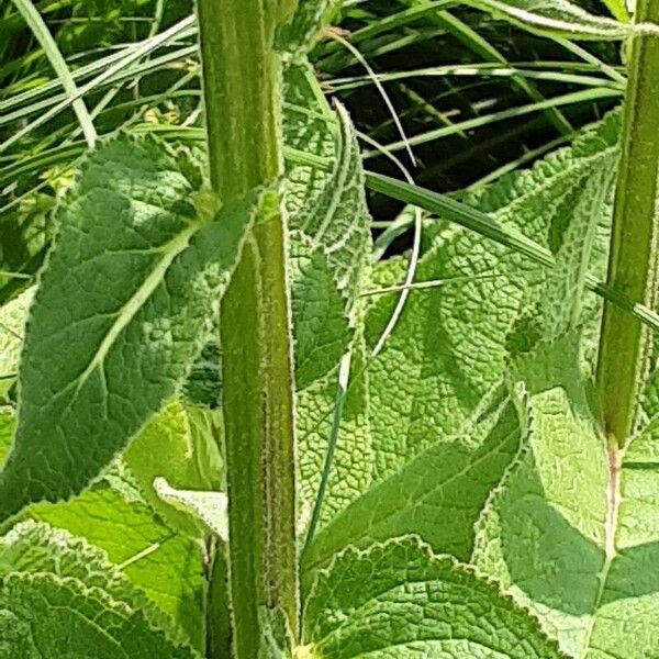 Verbascum nigrum Koor