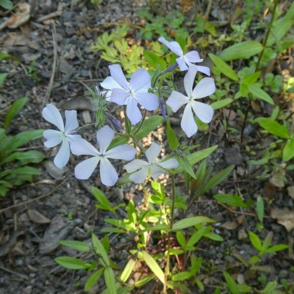 Phlox divaricata Flor