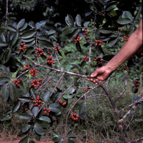 Symphonia globulifera Fruit