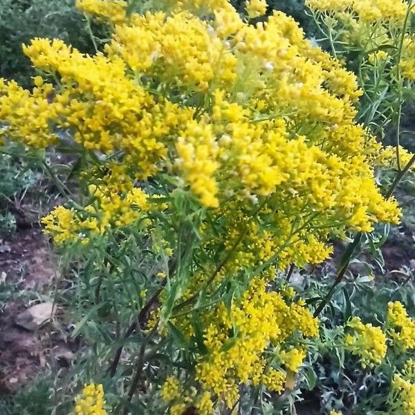 Galium verum Blomst