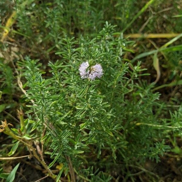 Mentha cervina Celota