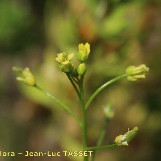 Draba nemorosa Blomst