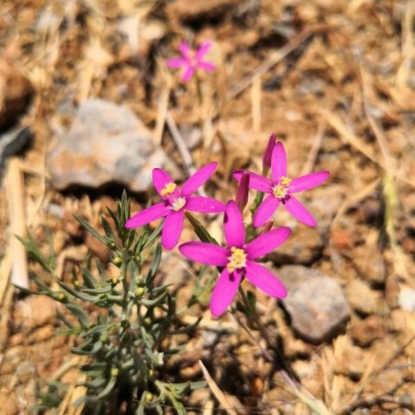 Centaurium tenuiflorum Žiedas