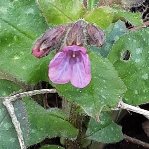 Pulmonaria officinalis Květ