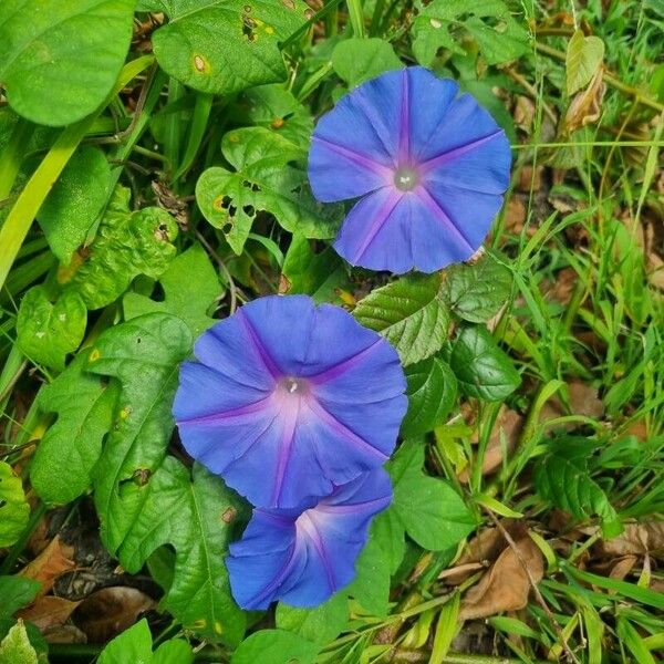 Ipomoea indica Цвят