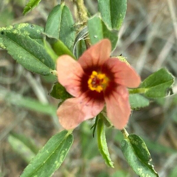 Sida ciliaris Flower