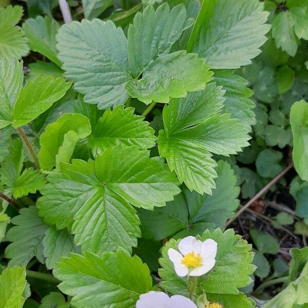 Fragaria vesca 整株植物