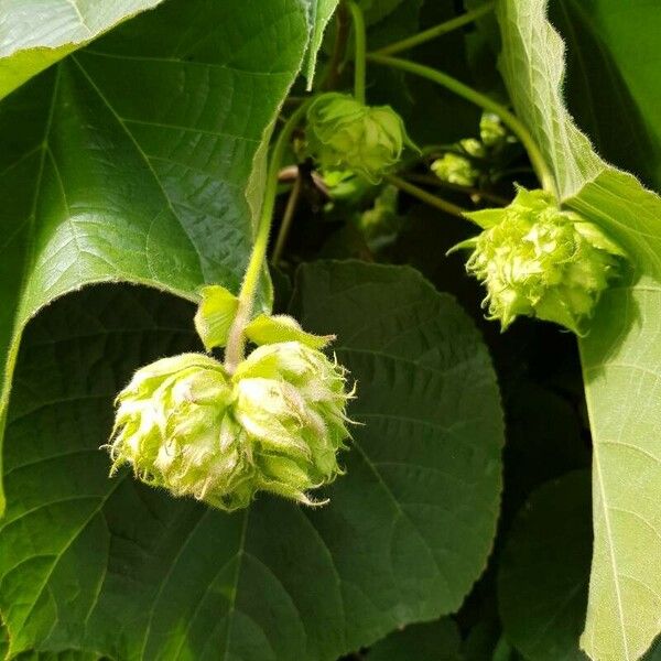 Dombeya wallichii Gyümölcs