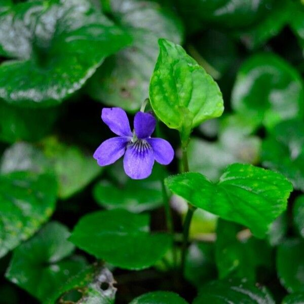 Viola riviniana Flower