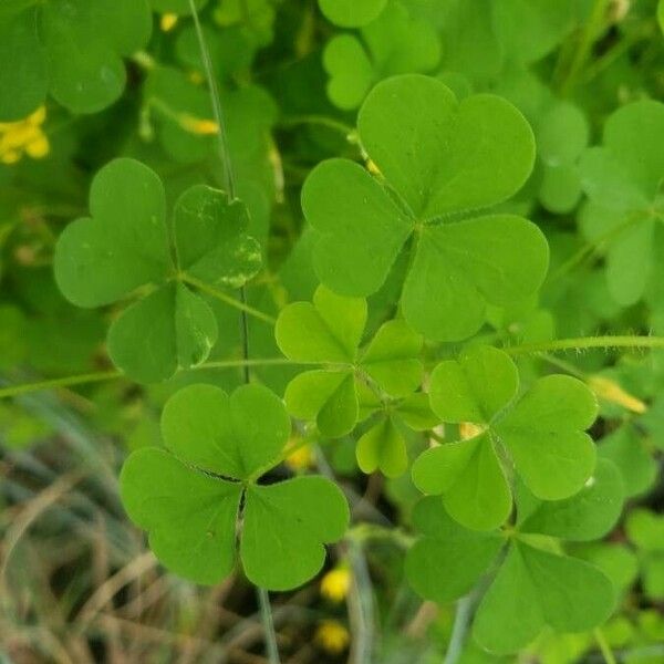 Oxalis dillenii Φύλλο