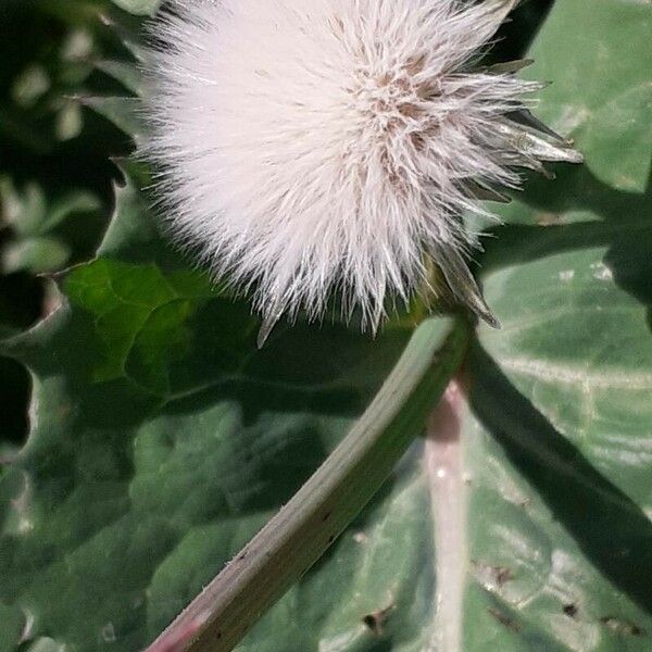 Sonchus oleraceus Fruit