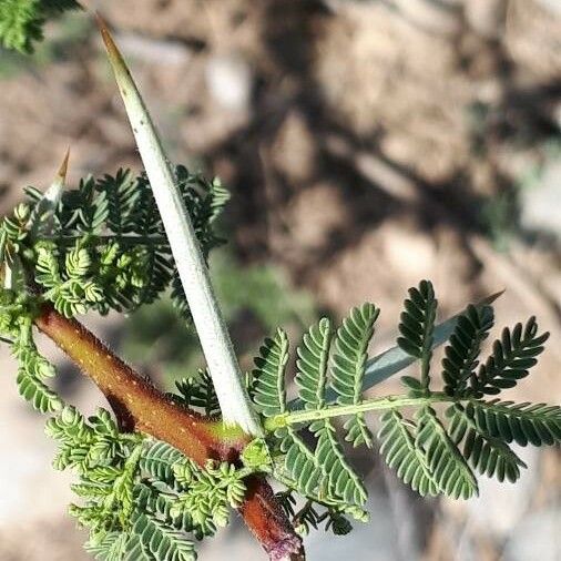 Acacia tortilis Hostoa