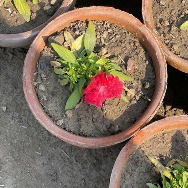 Dianthus chinensis Çiçek