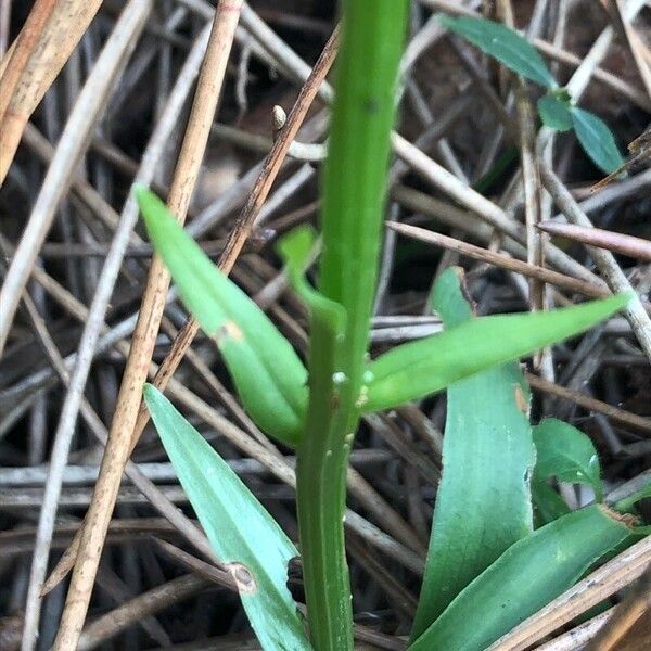 Platanthera bifolia Blatt