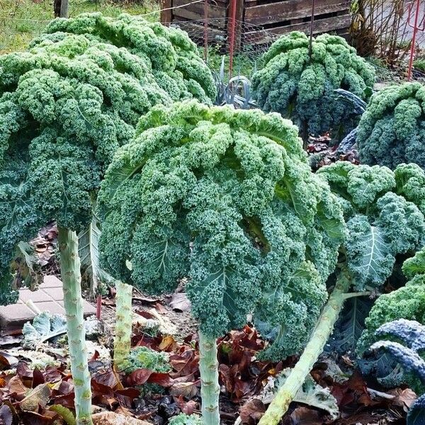 Brassica oleracea 葉