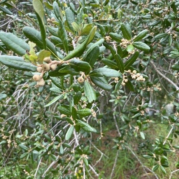 Quercus virginiana Blad