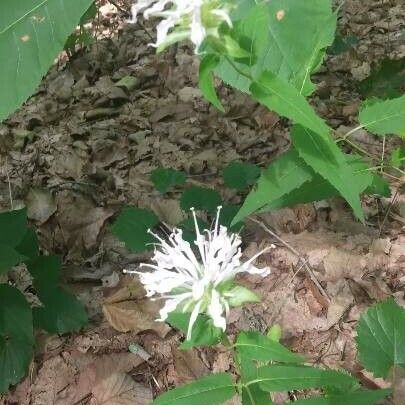 Monarda clinopodia Blad