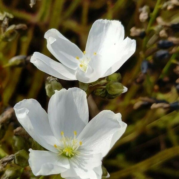 Drosera binata फूल