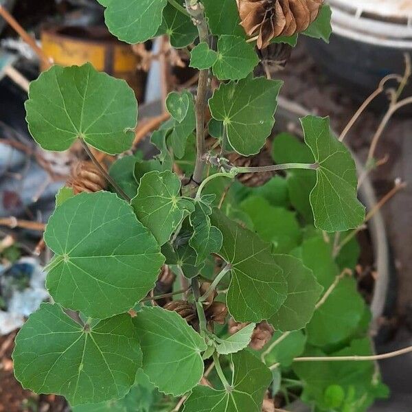 Abutilon indicum Ліст