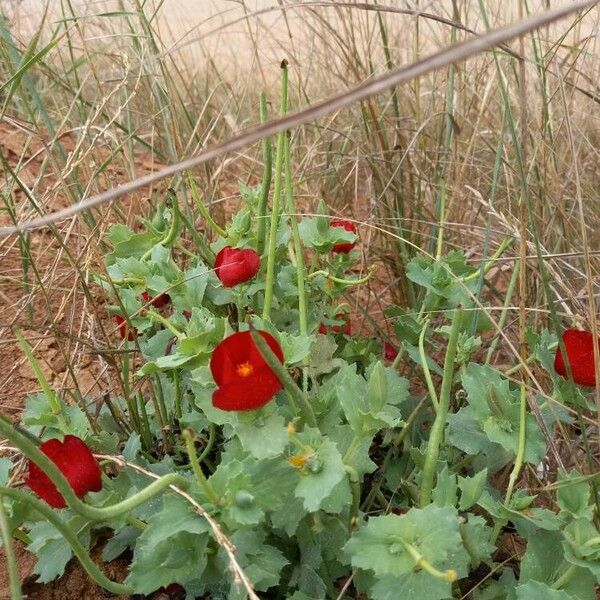 Glaucium corniculatum Folha