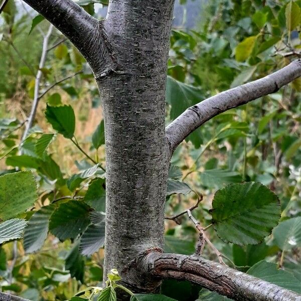 Alnus incana Bark